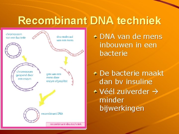Recombinant DNA techniek DNA van de mens inbouwen in een bacterie De bacterie maakt
