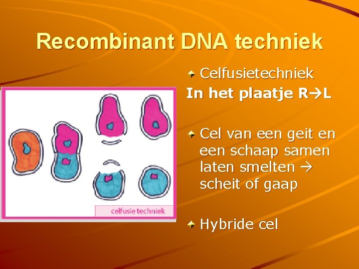 Recombinant DNA techniek Celfusietechniek In het plaatje R L Cel van een geit en