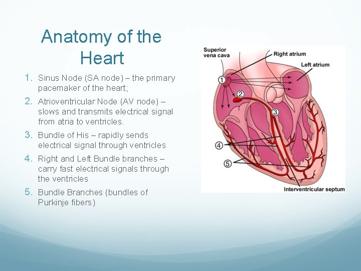 Anatomy of the Heart 1. Sinus Node (SA node) – the primary pacemaker of