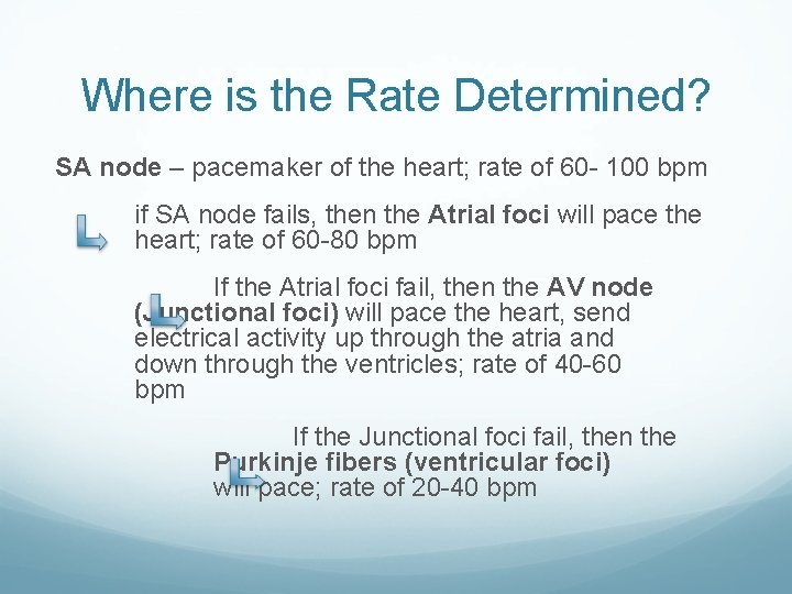 Where is the Rate Determined? SA node – pacemaker of the heart; rate of