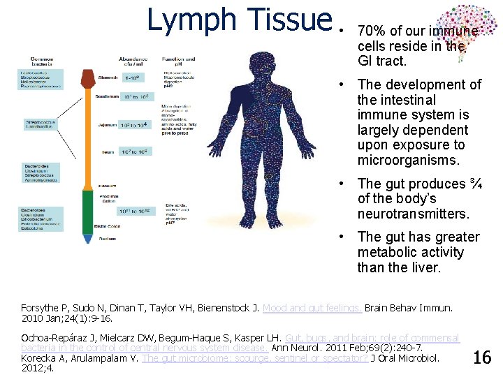 Lymph Tissue • 70% of our immune cells reside in the GI tract. •