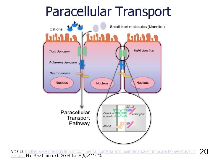 Paracellular Transport Artis D. Epithelial-cell recognition of commensal bacteria and maintenance of immune homeostasis
