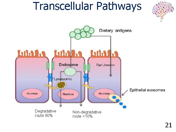 Transcellular Pathways Degradative route 90% Non-degradative route <10% 21 