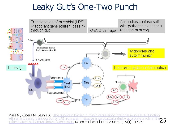 Leaky Gut’s One-Two Punch Translocation of microbial (LPS) or food antigens (gluten, casein) through
