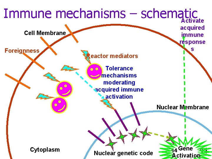 Immune mechanisms – schematic Activate acquired immune response s Cell Membrane Foreignness Reactor mediators