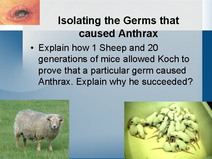 Isolating the Germs that caused Anthrax • Explain how 1 Sheep and 20 generations