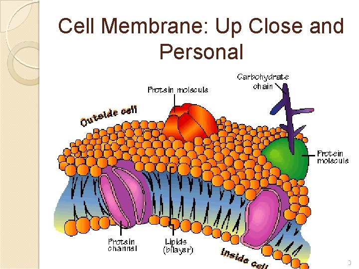 Cell Membrane: Up Close and Personal 10 