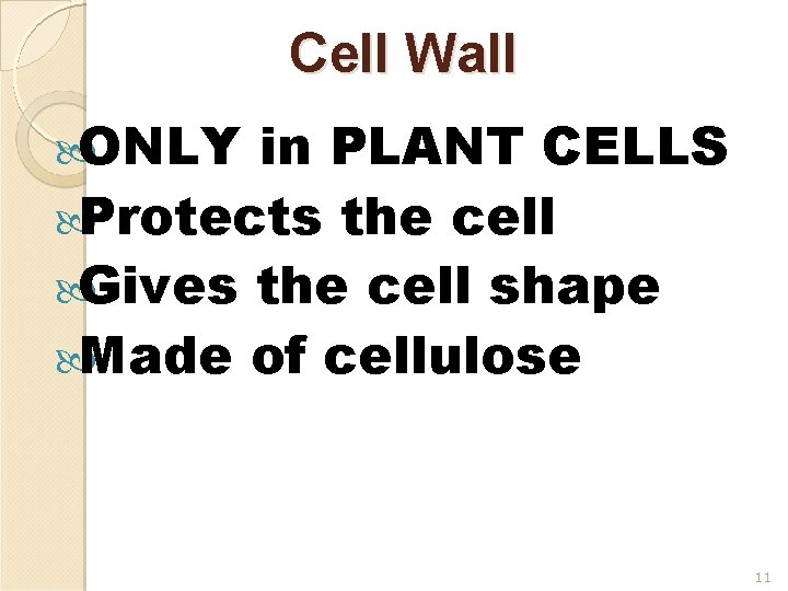 Cell Wall ONLY in PLANT CELLS Protects the cell Gives the cell shape Made