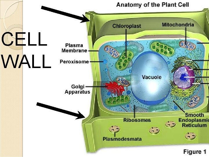 CELL WALL 12 