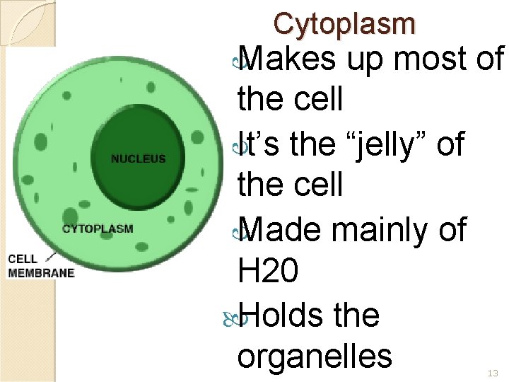 Cytoplasm Makes up most of the cell It’s the “jelly” of the cell Made