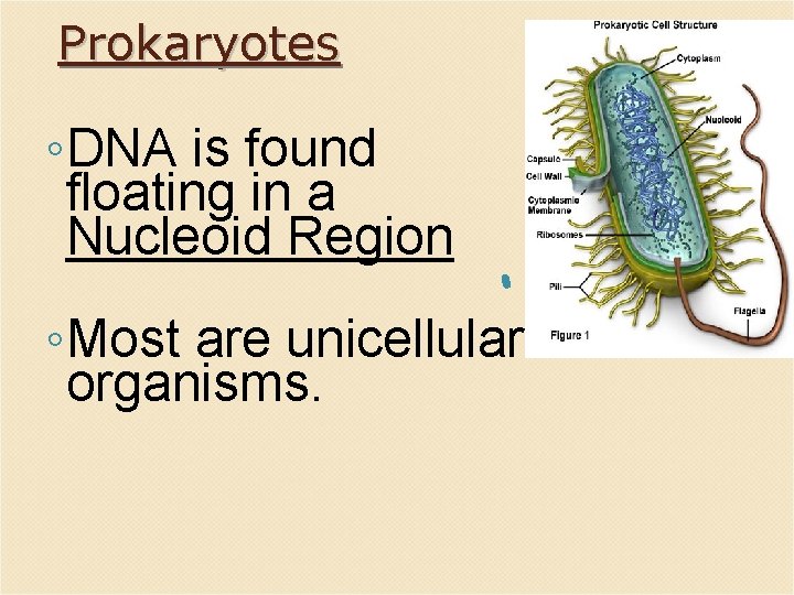 Prokaryotes ◦ DNA is found floating in a Nucleoid Region ◦ Most are unicellular