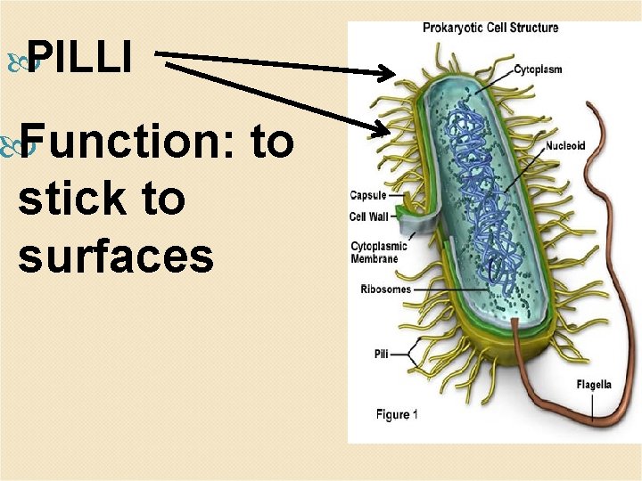  PILLI Function: stick to surfaces to 