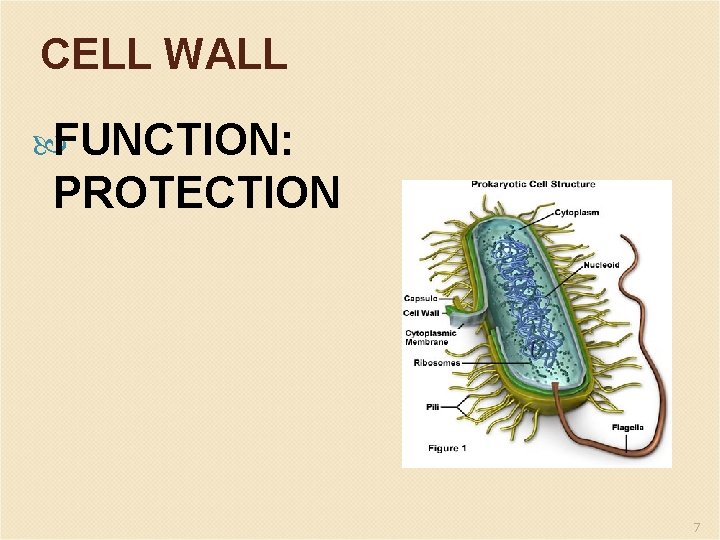 CELL WALL FUNCTION: PROTECTION 7 