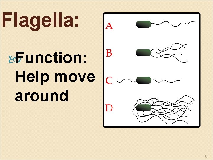 Flagella: Function: Help move around 8 