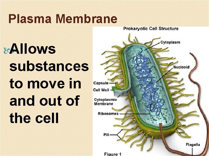 Plasma Membrane Allows substances to move in and out of the cell 18 