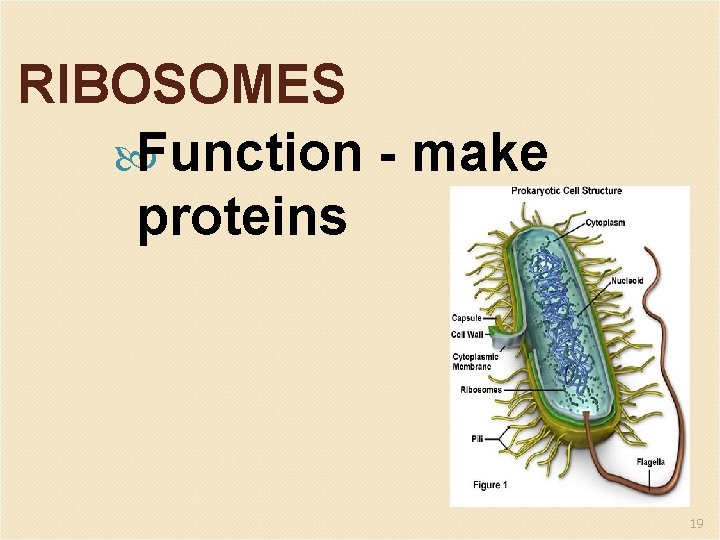 RIBOSOMES Function - make proteins 19 