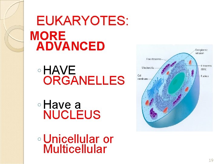 EUKARYOTES: MORE ADVANCED ◦ HAVE ORGANELLES ◦ Have a NUCLEUS ◦ Unicellular or Multicellular