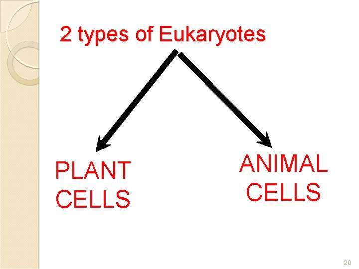 2 types of Eukaryotes PLANT CELLS ANIMAL CELLS 20 