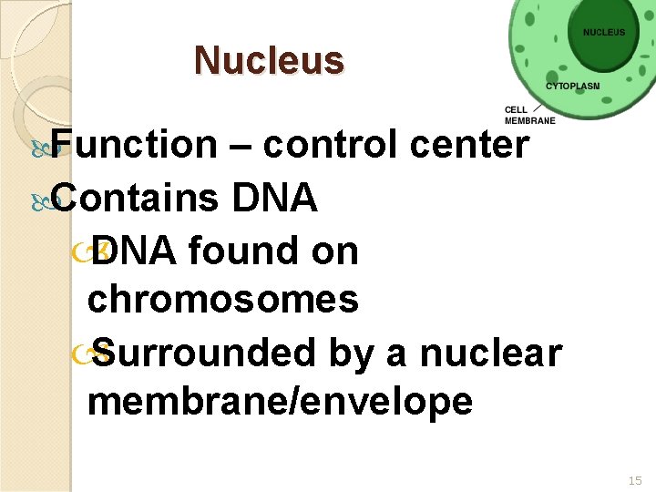 Nucleus Function – control center Contains DNA found on chromosomes Surrounded by a nuclear