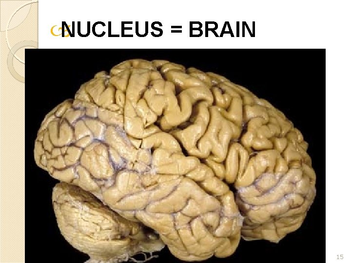  NUCLEUS = BRAIN 15 