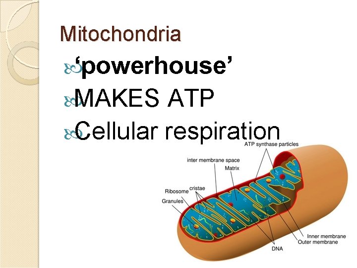 Mitochondria ‘powerhouse’ MAKES ATP Cellular respiration 17 