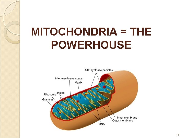 MITOCHONDRIA = THE POWERHOUSE 18 