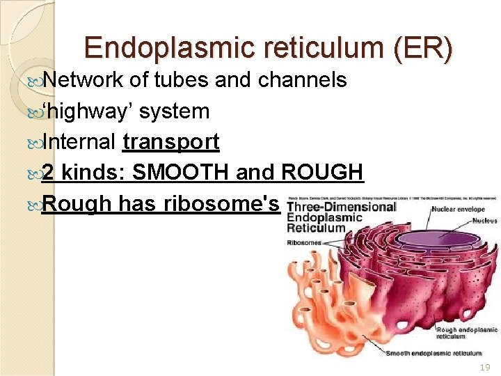 Endoplasmic reticulum (ER) Network of tubes and channels ‘highway’ system Internal transport 2 kinds: