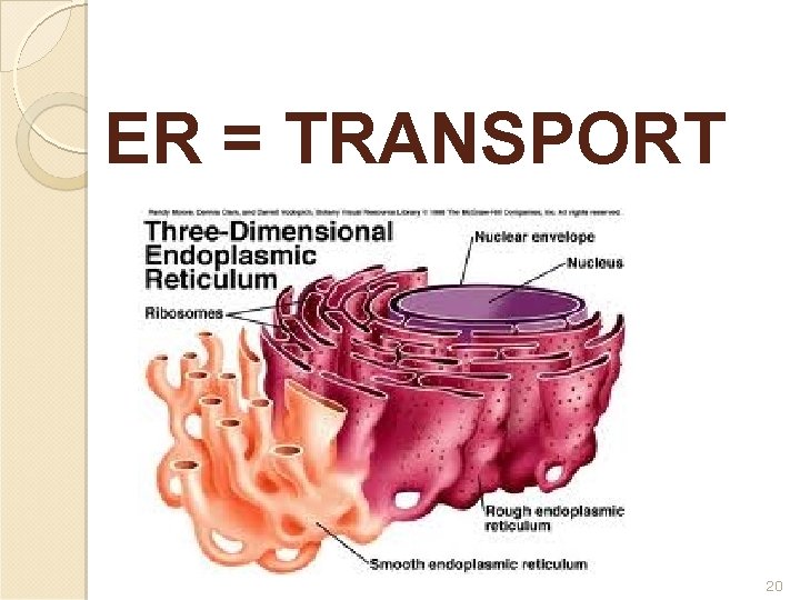 ER = TRANSPORT 20 