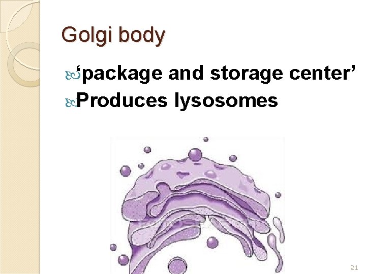 Golgi body ‘package and storage center’ Produces lysosomes 21 