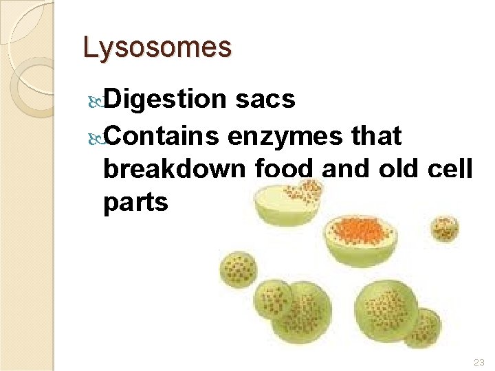 Lysosomes Digestion sacs Contains enzymes that breakdown food and old cell parts 23 