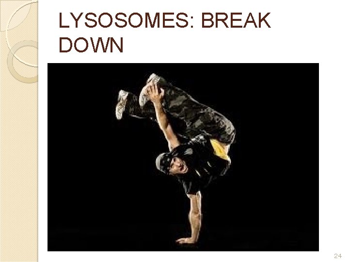 LYSOSOMES: BREAK DOWN 24 