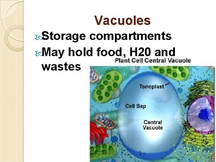 Vacuoles Storage compartments May hold food, H 20 and wastes 25 