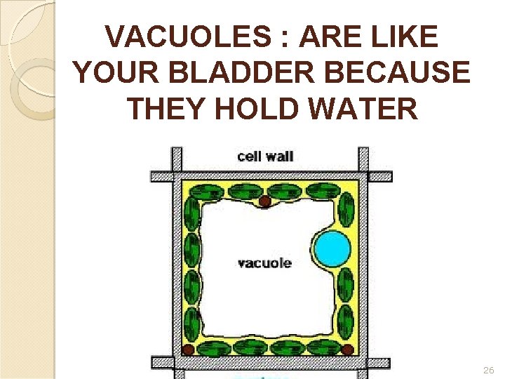VACUOLES : ARE LIKE YOUR BLADDER BECAUSE THEY HOLD WATER 26 