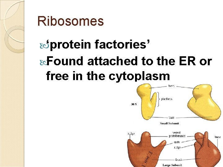 Ribosomes ‘protein factories’ Found attached to the ER or free in the cytoplasm 27