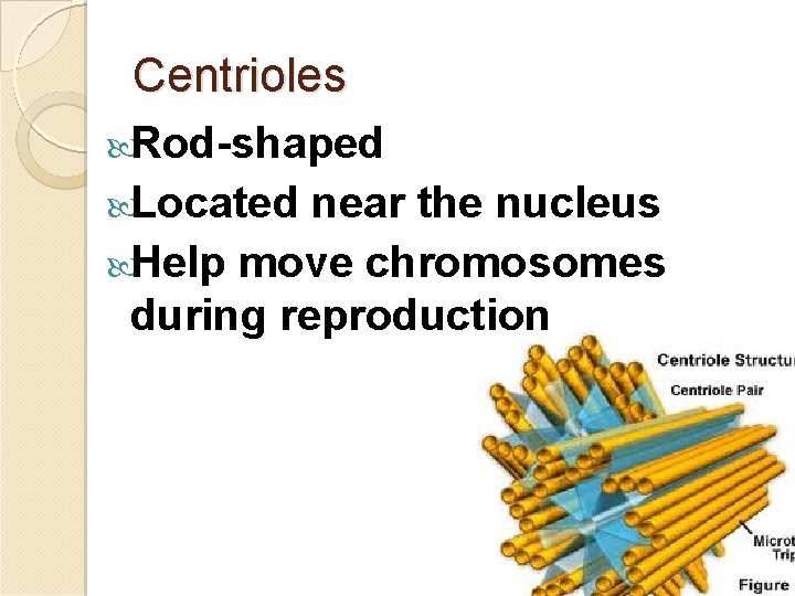 Centrioles Rod-shaped Located near the nucleus Help move chromosomes during reproduction 28 