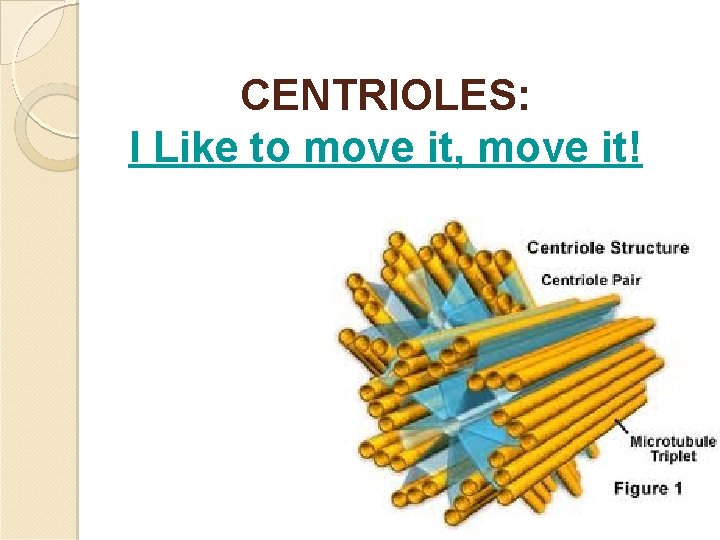 CENTRIOLES: I Like to move it, move it! 29 