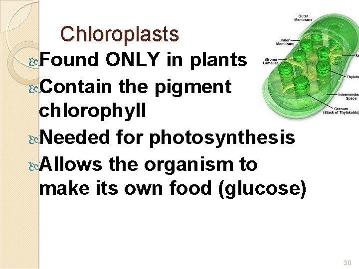 Chloroplasts Found ONLY in plants Contain the pigment chlorophyll Needed for photosynthesis Allows the