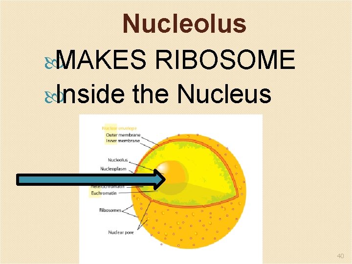 Nucleolus MAKES RIBOSOME Inside the Nucleus 40 