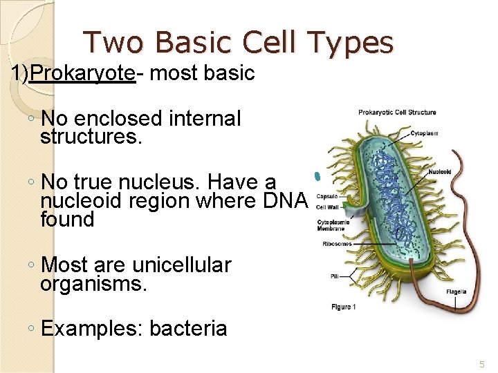 Two Basic Cell Types 1)Prokaryote- most basic ◦ No enclosed internal structures. ◦ No