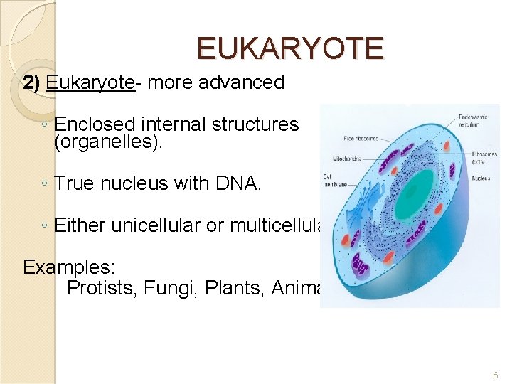 EUKARYOTE 2) Eukaryote- more advanced ◦ Enclosed internal structures (organelles). ◦ True nucleus with