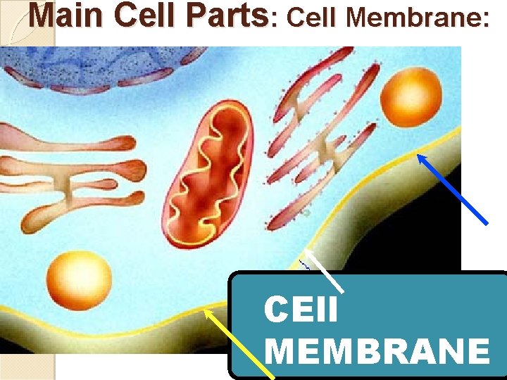 Main Cell Parts: Cell Membrane: CEll MEMBRANE 9 
