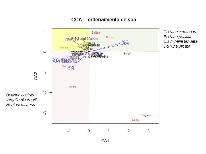 CCA – ordenamiento de spp Bolivina seminuda Bolivina pacifica Buliminella tenuata Bolivina plicata Bolivina