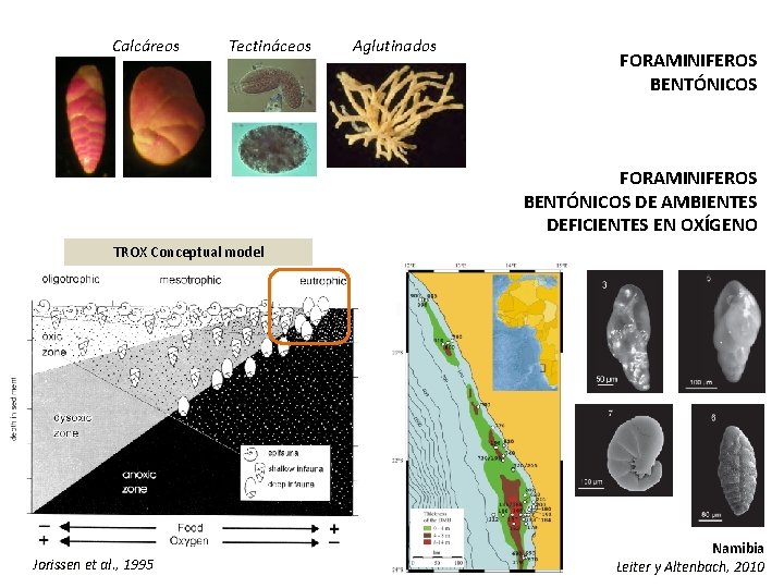 Calcáreos Tectináceos Aglutinados FORAMINIFEROS BENTÓNICOS DE AMBIENTES DEFICIENTES EN OXÍGENO TROX Conceptual model Jorissen