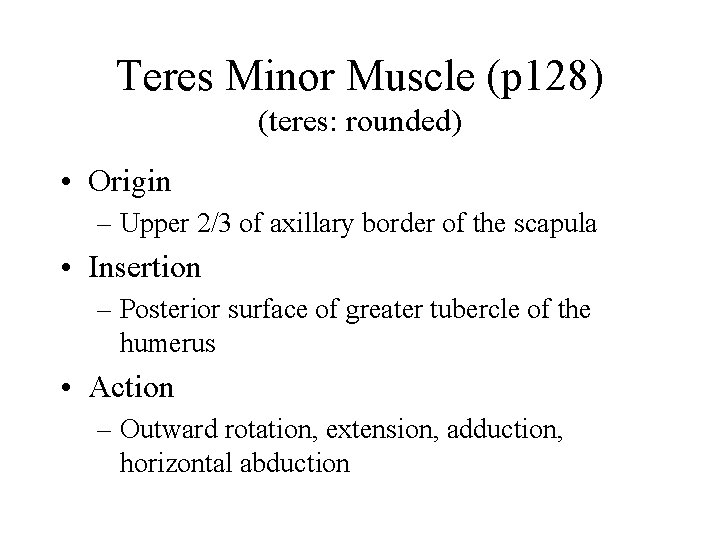 Teres Minor Muscle (p 128) (teres: rounded) • Origin – Upper 2/3 of axillary