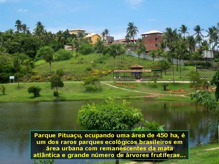 Parque Pituaçu, ocupando uma área de 450 ha, é um dos raros parques ecológicos