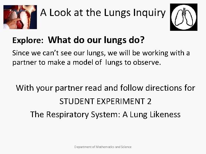 A Look at the Lungs Inquiry Explore: What do our lungs do? Since we