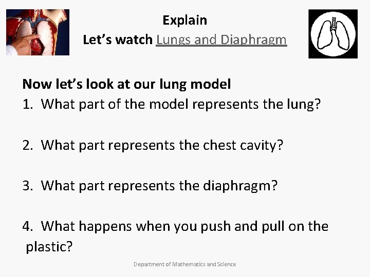 Explain Let’s watch Lungs and Diaphragm Now let’s look at our lung model 1.