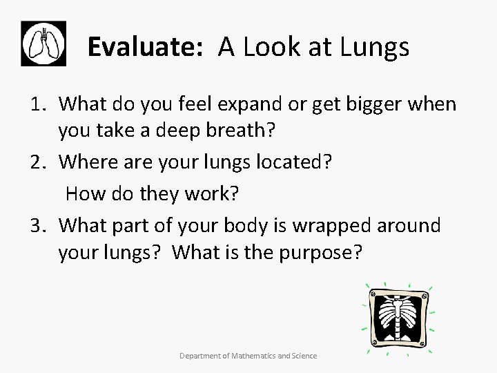 Evaluate: A Look at Lungs 1. What do you feel expand or get bigger