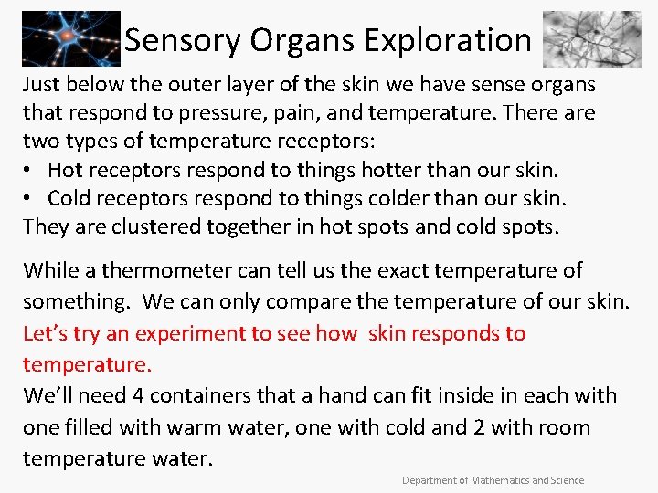 Sensory Organs Exploration Just below the outer layer of the skin we have sense