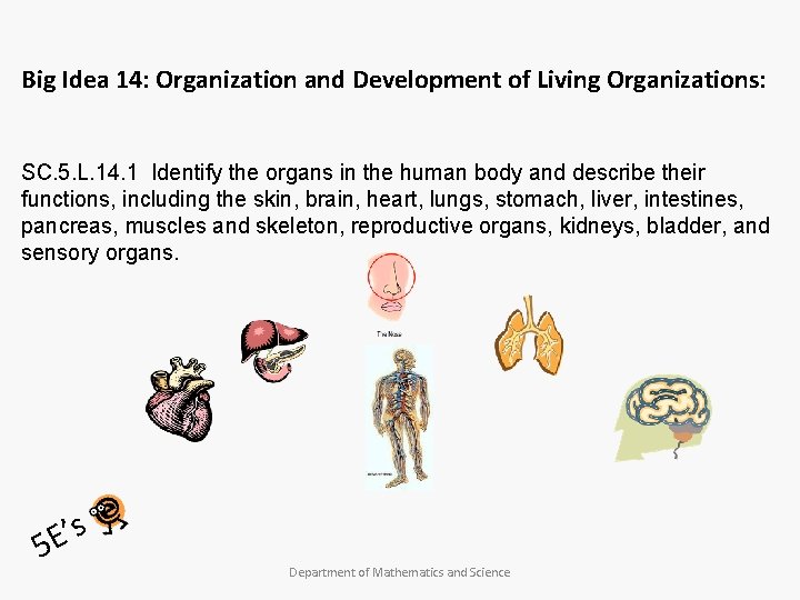 Big Idea 14: Organization and Development of Living Organizations: SC. 5. L. 14. 1